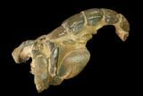 Fossil Mud Lobster (Thalassina) - Australia #141037-2
